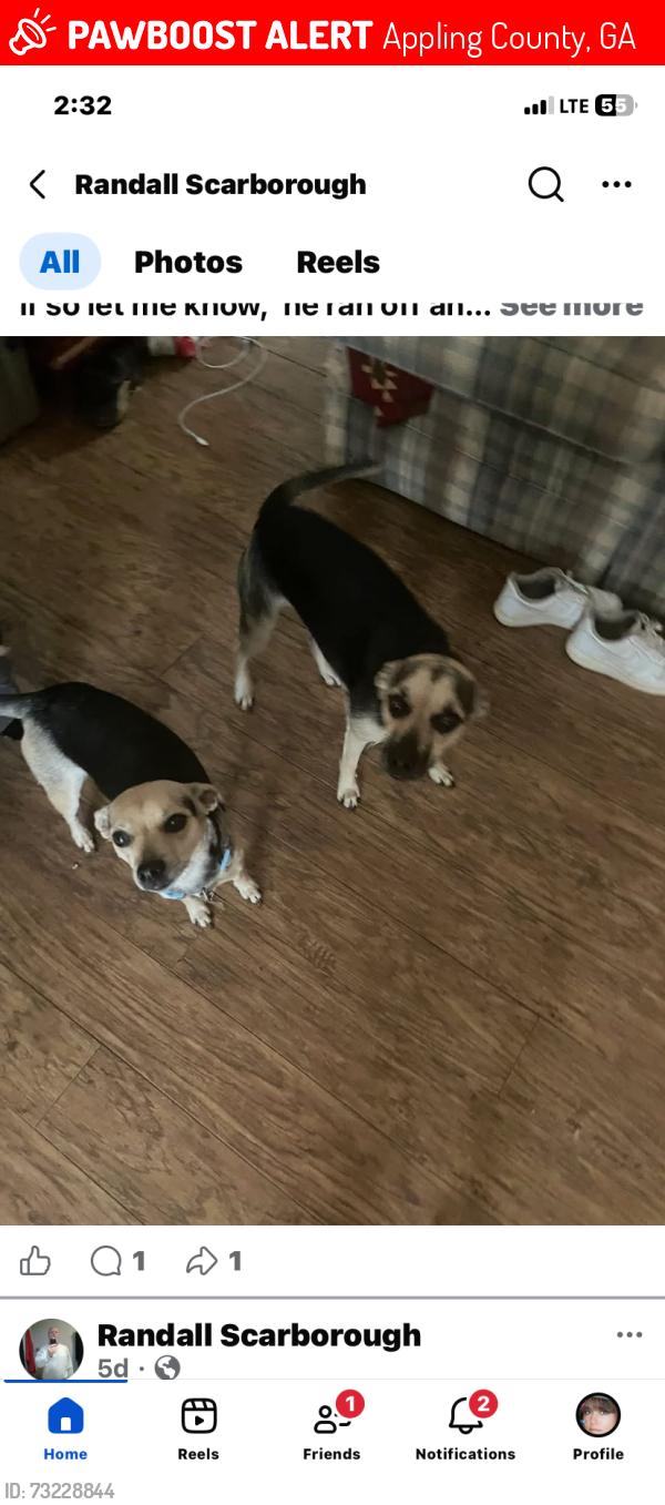 Lost Male Dog last seen Near Glory Hole, Appling County, GA 31513