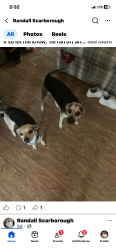 Lost Male Dog last seen Near Glory Hole, Appling County, GA 31513