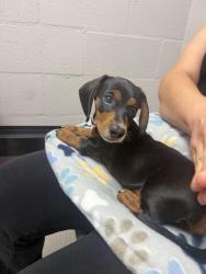 Reunited Male Dog last seen S Lark Ellen ave & E Maplegrove st, West Covina, CA 91792