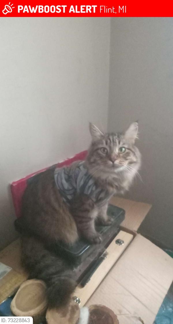 Lost Male Cat last seen Dort mall off Dort Hwy, Flint, MI 48507