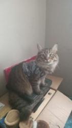 Lost Male Cat last seen Dort mall off Dort Hwy, Flint, MI 48507