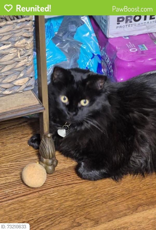 Reunited Female Cat last seen Charlotte Street and Mclelland Ave, Mooresville, NC 28115