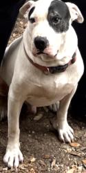 Reunited Male Dog last seen Timber lodge, San Antonio, TX 78250