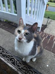 Found/Stray Unknown Cat last seen Killington Drive near Whittier Road, Raleigh, NC 27609