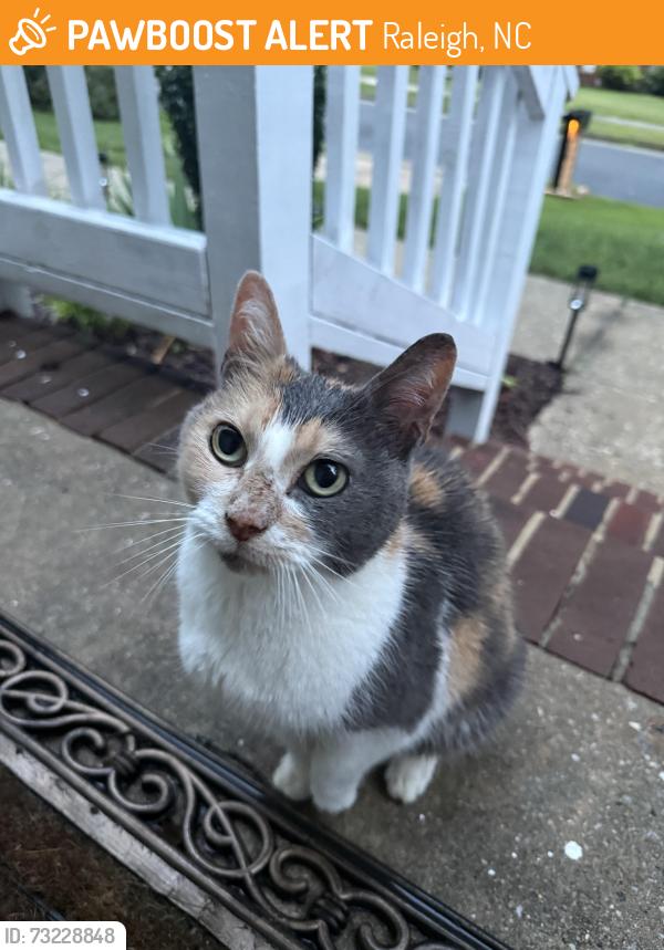 Found/Stray Unknown Cat last seen Killington Drive near Whittier Road, Raleigh, NC 27609