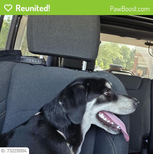 Reunited Male Dog last seen Amusbury and Munich Dr Rowlett, Rowlett, TX 75089