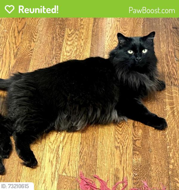 Reunited Male Cat last seen Center and Charlotte, Mooresville, NC 28115