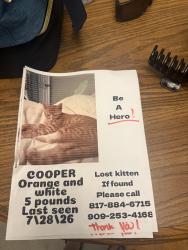 Lost Male Cat last seen Luke st, Salado, TX 76571