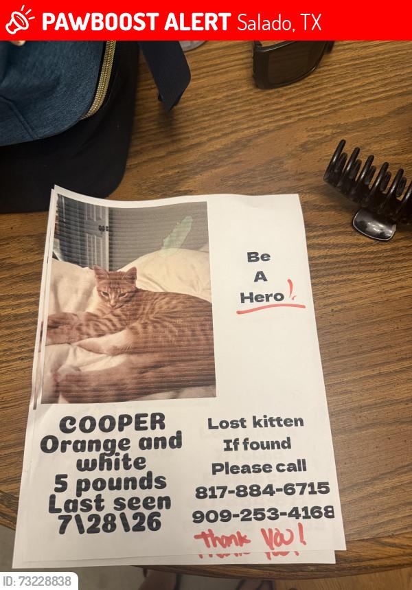 Lost Male Cat last seen Luke st, Salado, TX 76571
