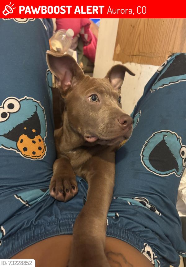 Lost Female Dog last seen Mississippi st, Aurora, CO 80012