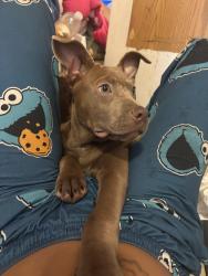 Lost Female Dog last seen Mississippi st, Aurora, CO 80012