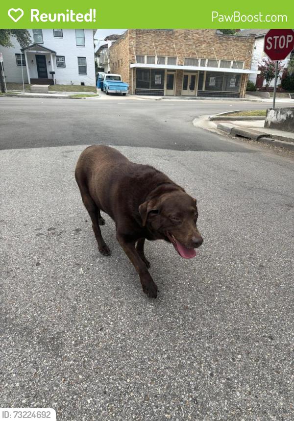 Reunited Unknown Dog last seen West gray st, Houston, TX 77019