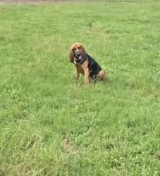 Lost Female Dog last seen Osceola dr/Savoy Ct New Port Richey Fl, Golden Acres, FL 34654