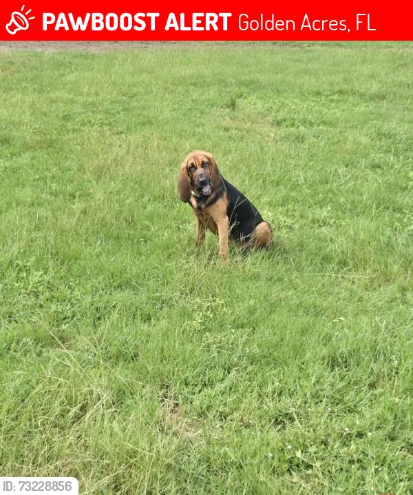 Lost Female Dog last seen Osceola dr/Savoy Ct New Port Richey Fl, Golden Acres, FL 34654