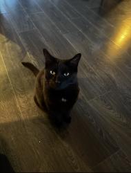 Lost Male Cat last seen Georgian Mall, Barrie, ON L4M 6Z2