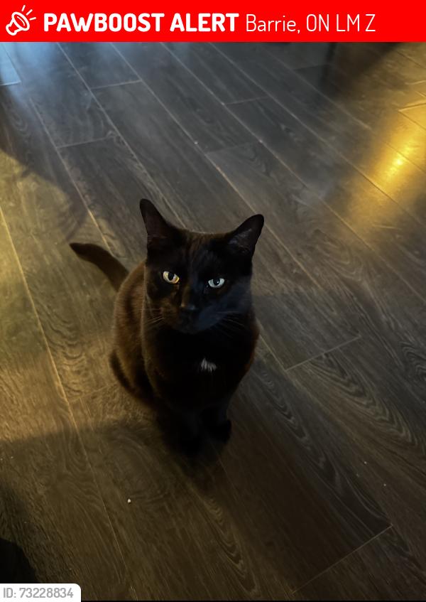 Lost Male Cat last seen Georgian Mall, Barrie, ON L4M 6Z2