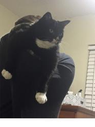 Lost Male Cat last seen Babcock, sun lakes, Melbourne, FL 32901