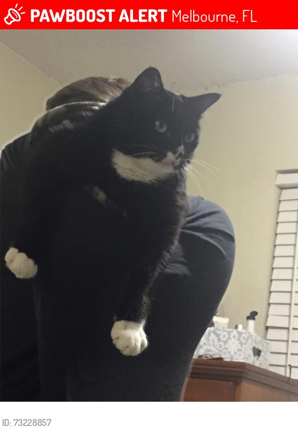Lost Male Cat last seen Babcock, sun lakes, Melbourne, FL 32901
