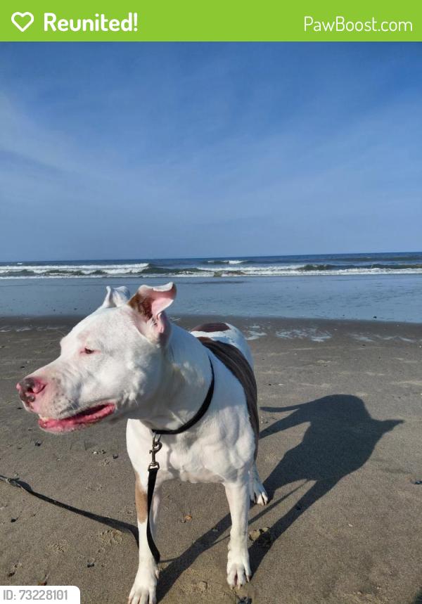 Reunited Male Dog last seen Millbrook and Glenwood (also near Lynn and Glenwood), Raleigh, NC 27613