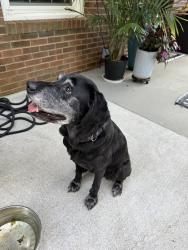 Found/Stray Unknown Dog last seen Thomas Jefferson road, Forest, VA 24551