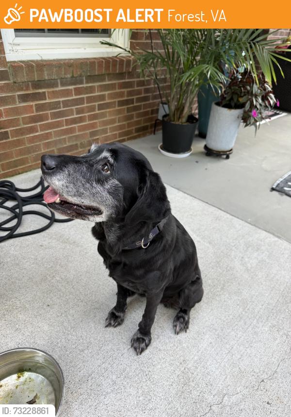 Found/Stray Unknown Dog last seen Thomas Jefferson road, Forest, VA 24551