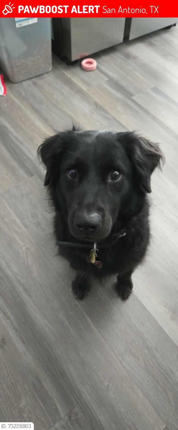 Lost Female Dog last seen Luckey Ranch neighborhood, San Antonio, TX 78252