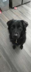 Lost Female Dog last seen Luckey Ranch neighborhood, San Antonio, TX 78252