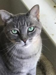 Lost Male Cat last seen Capricorn Dr and Celestial Ln, Indianapolis, IN 46237