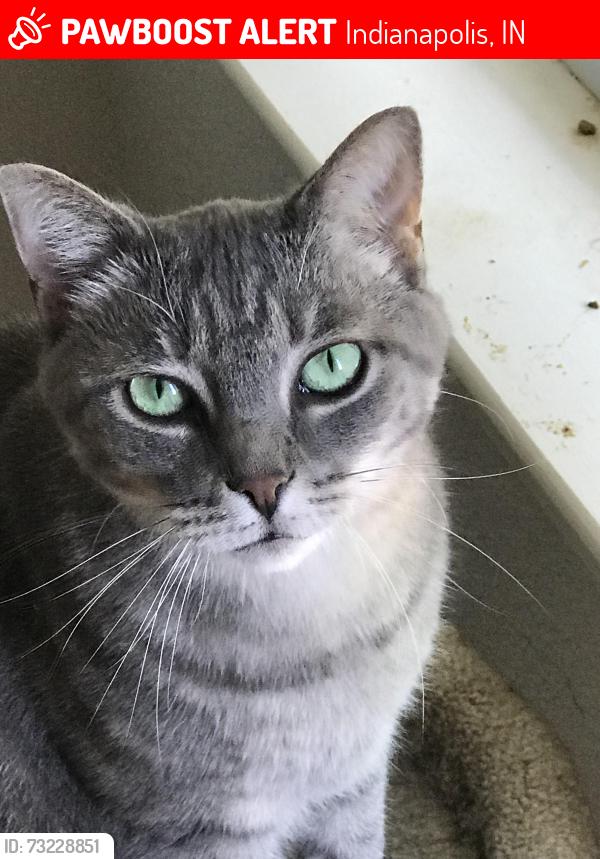 Lost Male Cat last seen Capricorn Dr and Celestial Ln, Indianapolis, IN 46237