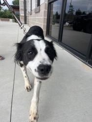 Shelter Stray Female Dog last seen Near Old National HWY, Atlanta, GA, 1251 Fulton Industrial Blvd NW, Atlanta, GA 30336, USA