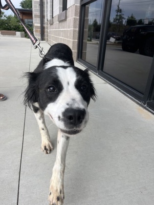 Shelter Stray Female Dog last seen Near Old National HWY, Atlanta, GA, 1251 Fulton Industrial Blvd NW, Atlanta, GA 30336, USA