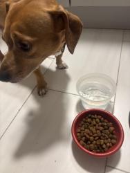 Found/Stray Male Dog last seen Green belt, Carrollton, TX 75007