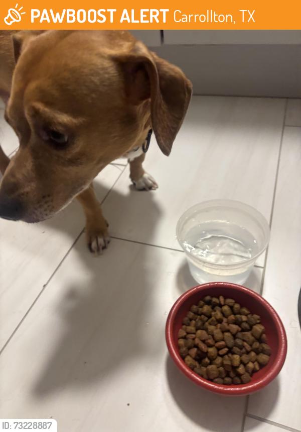 Found/Stray Male Dog last seen Green belt, Carrollton, TX 75007