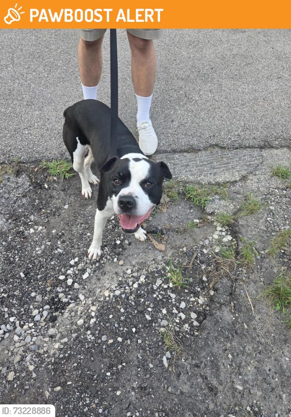 Found/Stray Male Dog last seen Wagner Ford Rd and Birch, Harrison Township, OH 45414