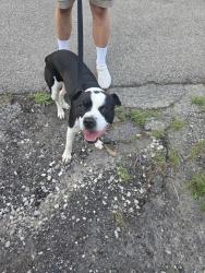 Found/Stray Male Dog last seen Wagner Ford Rd and Birch, Harrison Township, OH 45414