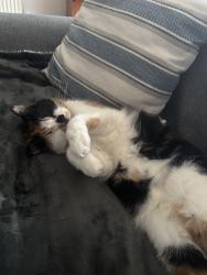 Lost Female Cat last seen Cobbs lane, Cheshire East, England 