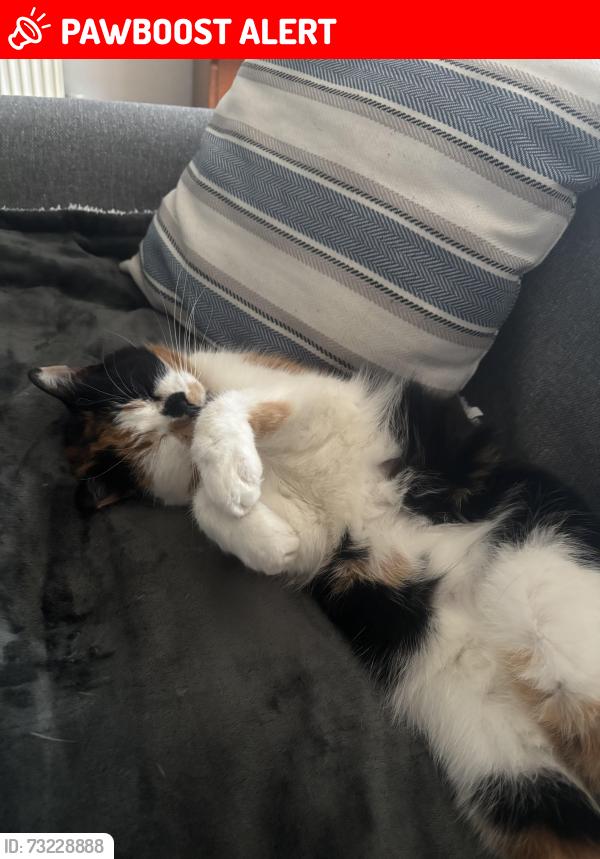 Lost Female Cat last seen Cobbs lane, Cheshire East, England 