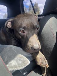 Reunited Male Dog last seen Near Rexford Way, Carmichael, CA 95608, USA, Carmichael, CA 95608