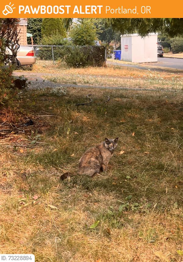 Found/Stray Unknown Cat last seen Se 79th, Portland, OR 97216
