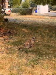 Found/Stray Unknown Cat last seen Se 79th, Portland, OR 97216