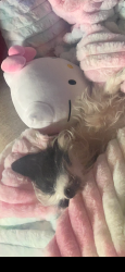 Lost Female Dog last seen Near ne 24th st, Vancouver, WA 98662