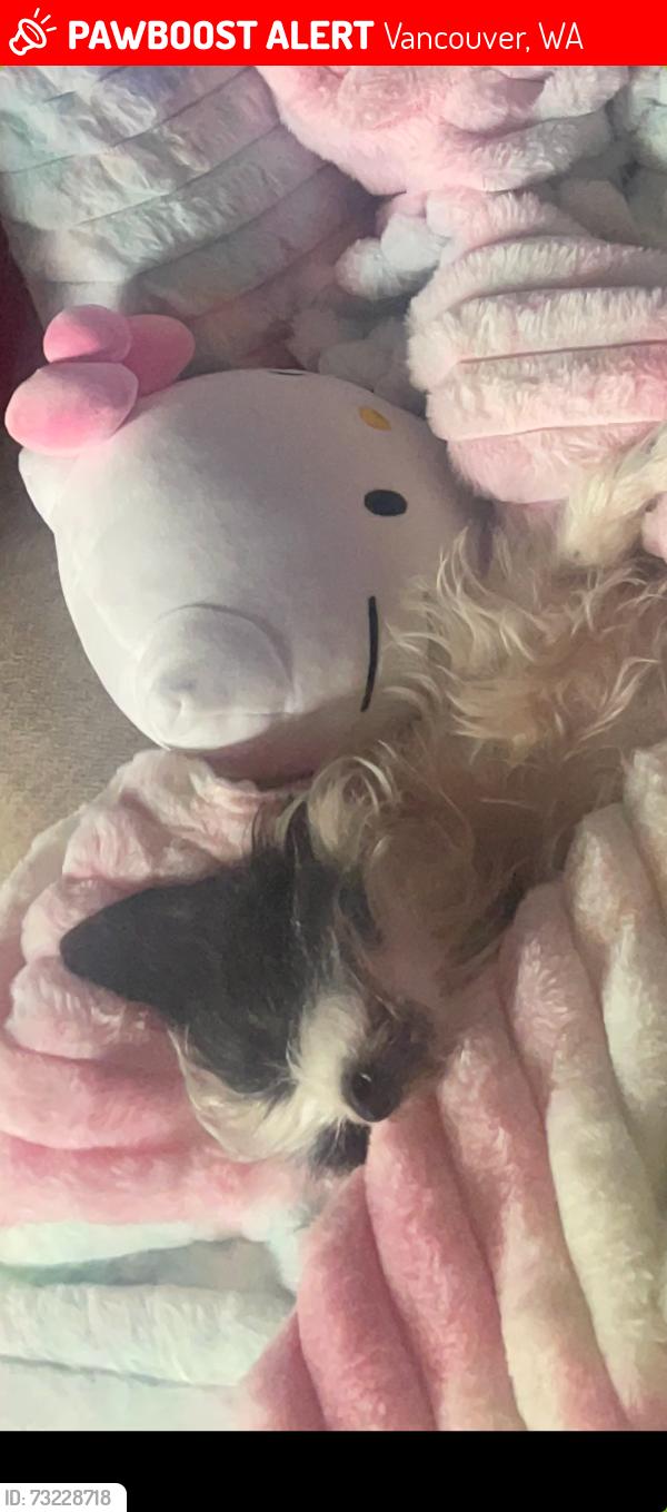 Lost Female Dog last seen Near ne 24th st, Vancouver, WA 98662