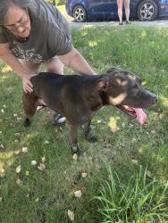 Found/Stray Male Dog last seen Belgrove way and rexford way, Carmichael, CA 95608