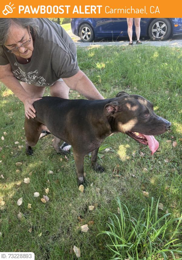 Found/Stray Male Dog last seen Belgrove way and rexford way, Carmichael, CA 95608