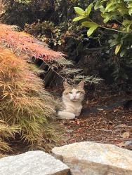 Found/Stray Unknown Cat last seen Se clinton, Portland, OR 97216