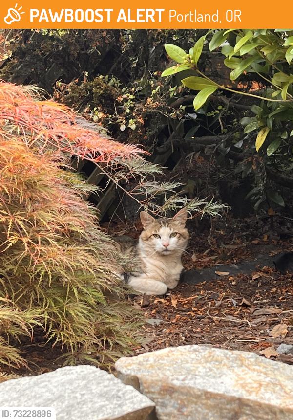 Found/Stray Unknown Cat last seen Se clinton, Portland, OR 97216
