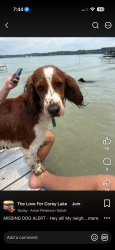 Lost Male Dog last seen By the hse sniffing around the yard, Three Rivers, MI 49093