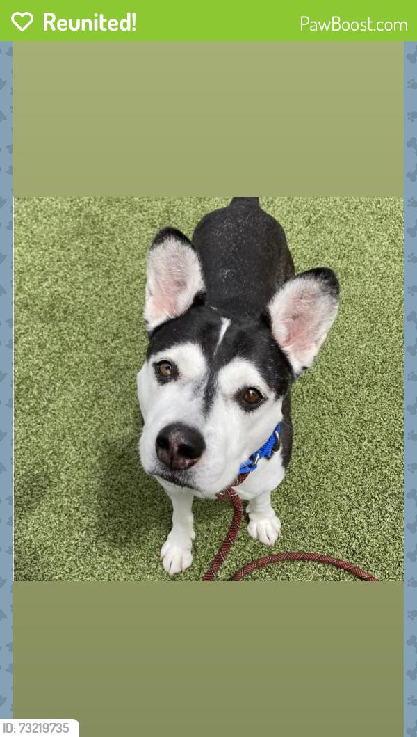 Reunited Male Dog last seen Ulmerton road, Largo, FL 33771