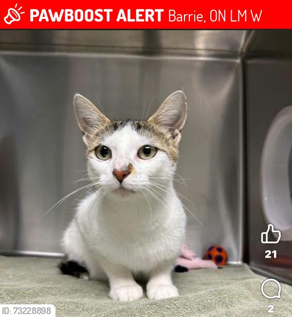 Lost Female Cat last seen Near Player Drive in Barrie, Barrie, ON L4M 6W5