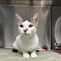 Lost Female Cat last seen Near Player Drive in Barrie, Barrie, ON L4M 6W5